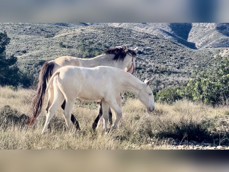 PRE Mare 1 year 16 hh Perlino in Pedralba