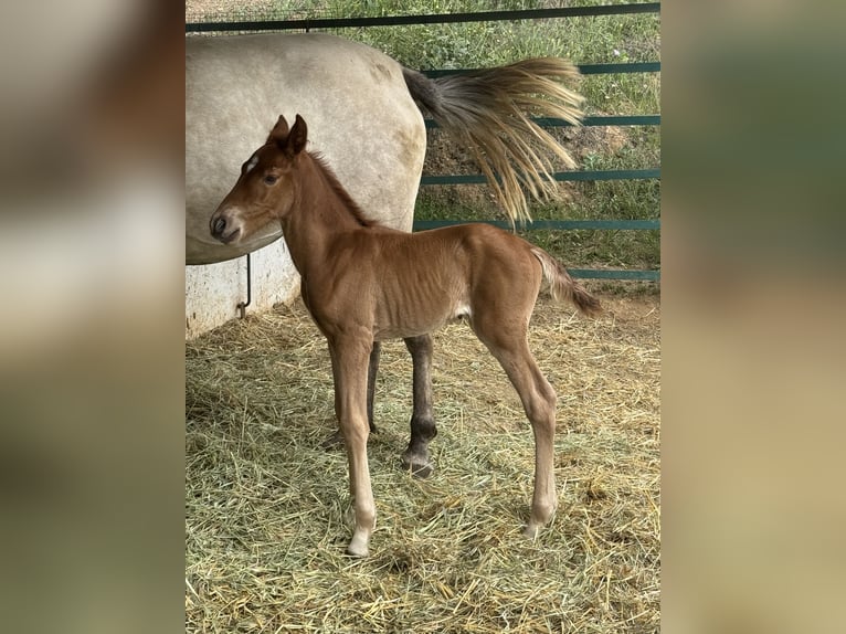 PRE Mix Mare 1 year 16,1 hh Chestnut-Red in Malaga