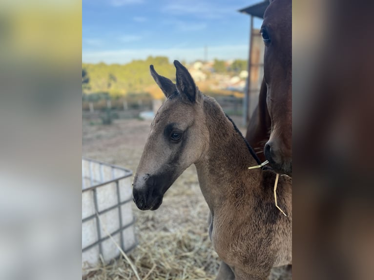 PRE Mix Mare 1 year 16,2 hh Dun in El Aeroport Del Prat