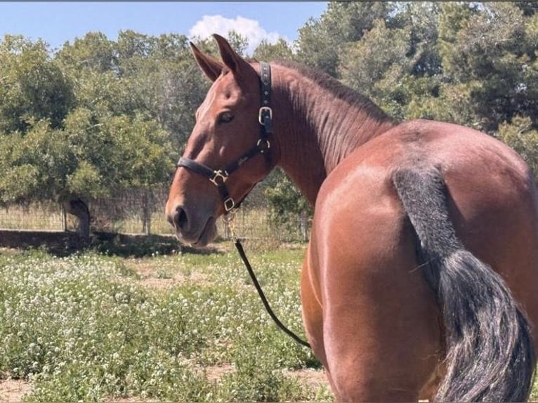 PRE Mix Mare 1 year 16,2 hh Dun in El Aeroport Del Prat