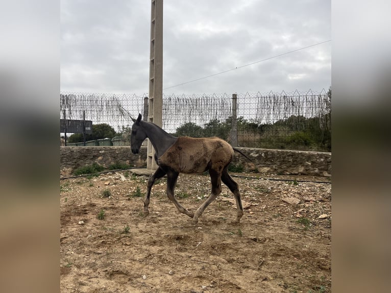 PRE Mix Mare 1 year 16,2 hh Dun in El Aeroport Del Prat