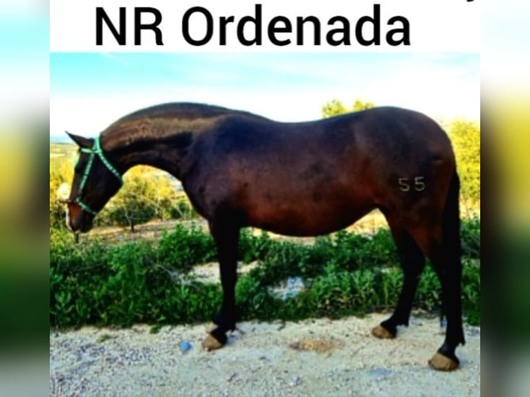 PRE Mix Mare 1 year 17 hh Bay-Dark in Estepa