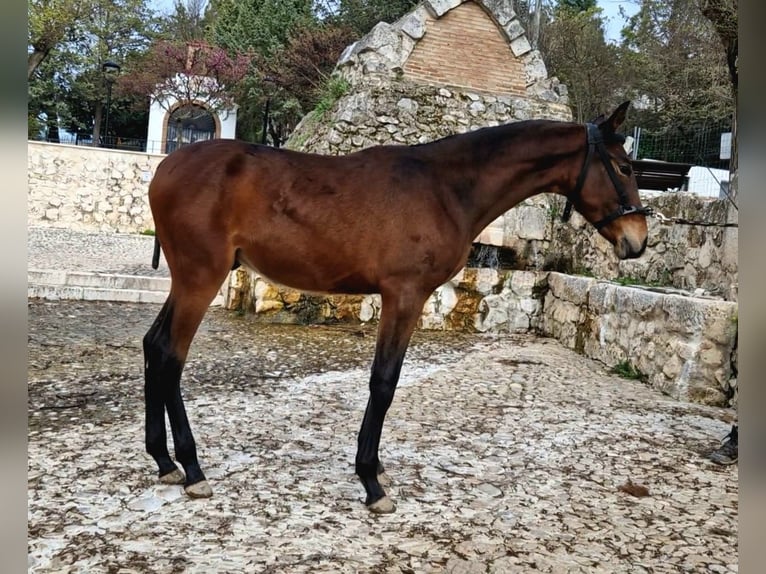 PRE Mix Mare 1 year 17 hh Bay-Dark in Estepa