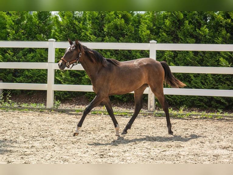 PRE Mare 1 year Bay-Dark in Menden
