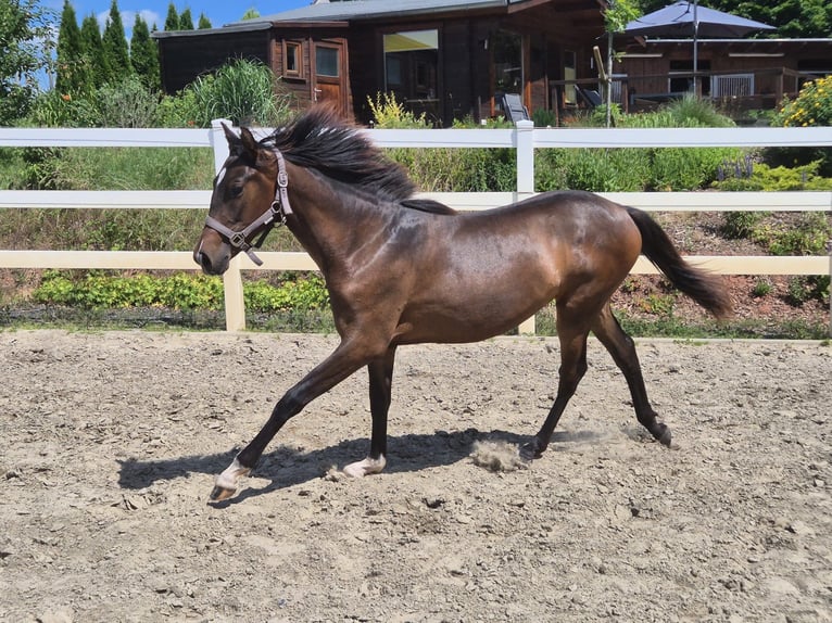 PRE Mare 1 year Bay-Dark in Menden