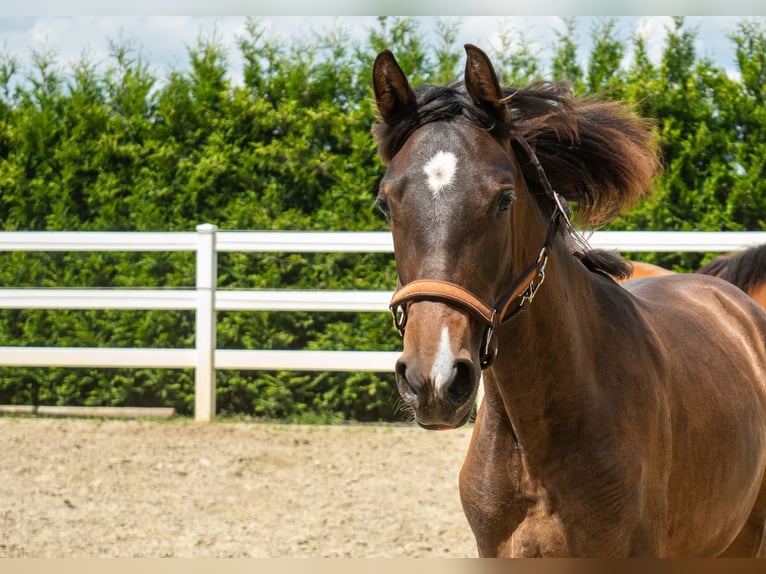 PRE Mare 1 year Bay-Dark in Menden