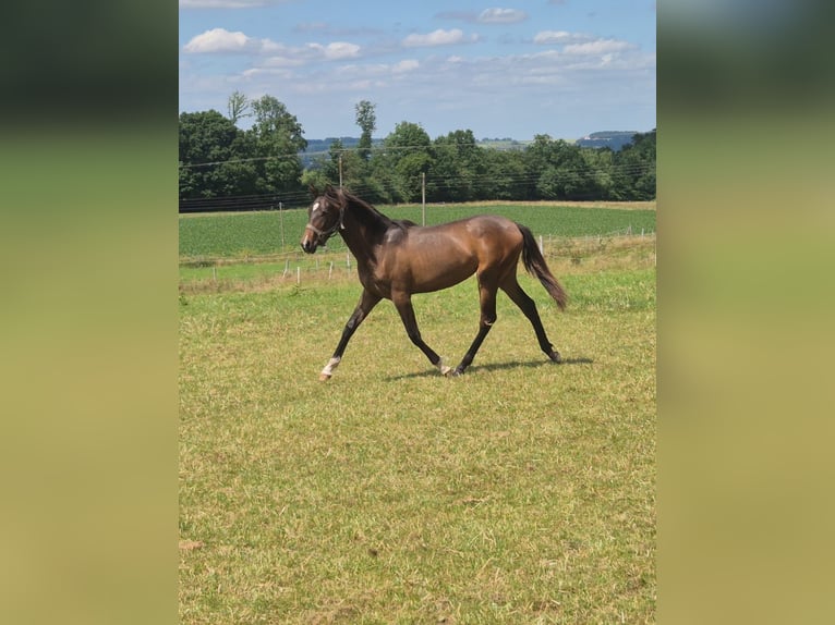 PRE Mare 1 year Bay-Dark in Menden