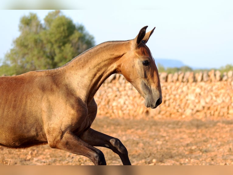 PRE Mix Mare 1 year Bay-Dark in Llucmajor