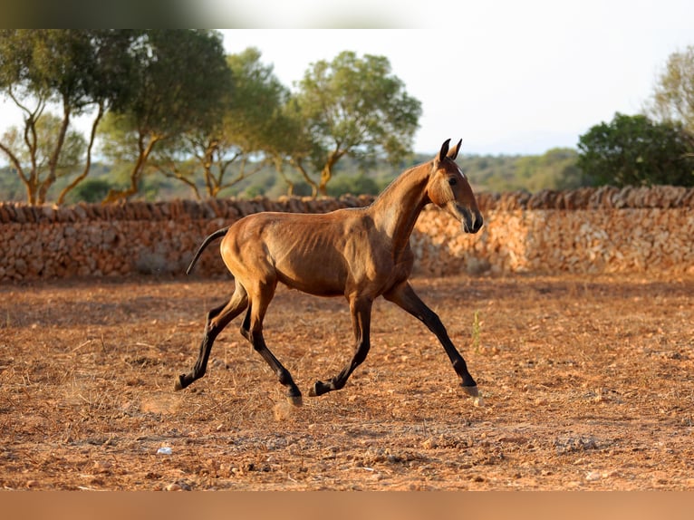PRE Mix Mare 1 year Bay-Dark in Llucmajor