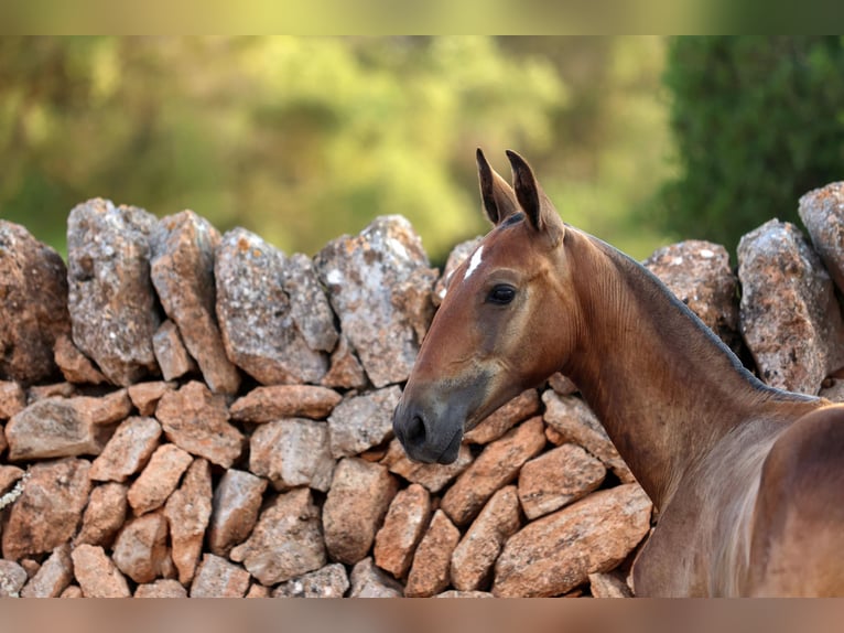 PRE Mix Mare 1 year Bay-Dark in Llucmajor