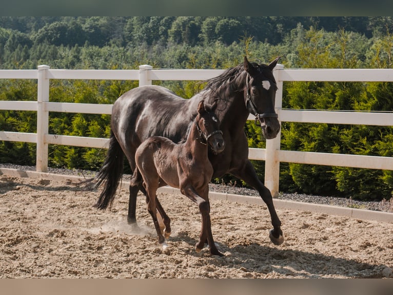 PRE Mix Mare 1 year Black in Menden