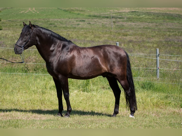 PRE Mix Mare 1 year Black in Menden