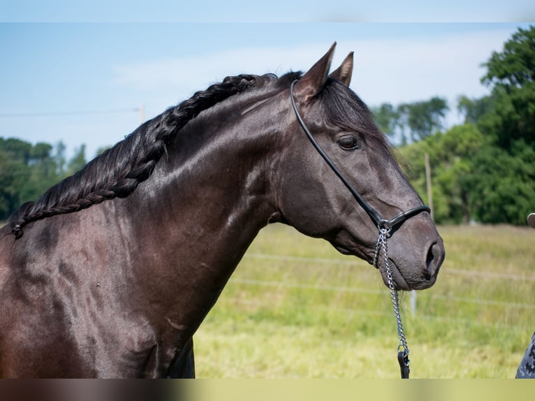 PRE Mix Mare 1 year Black in Menden