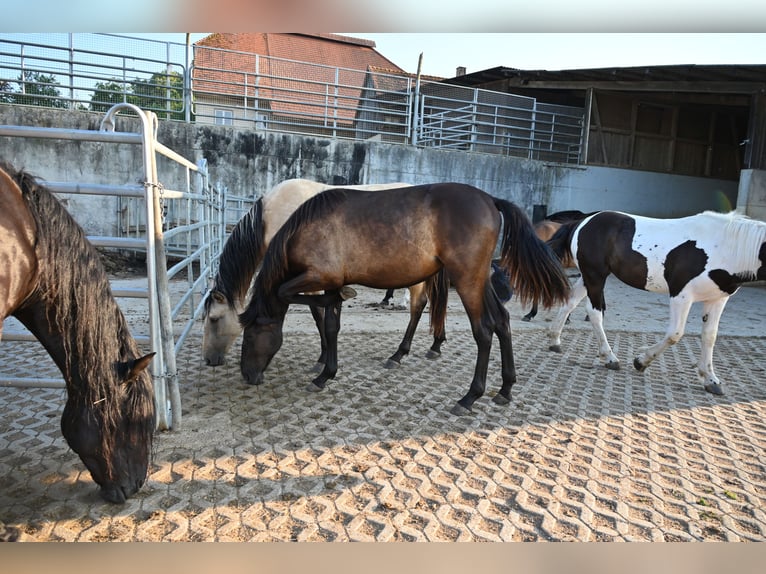 PRE Mare 1 year Black in Klettgau