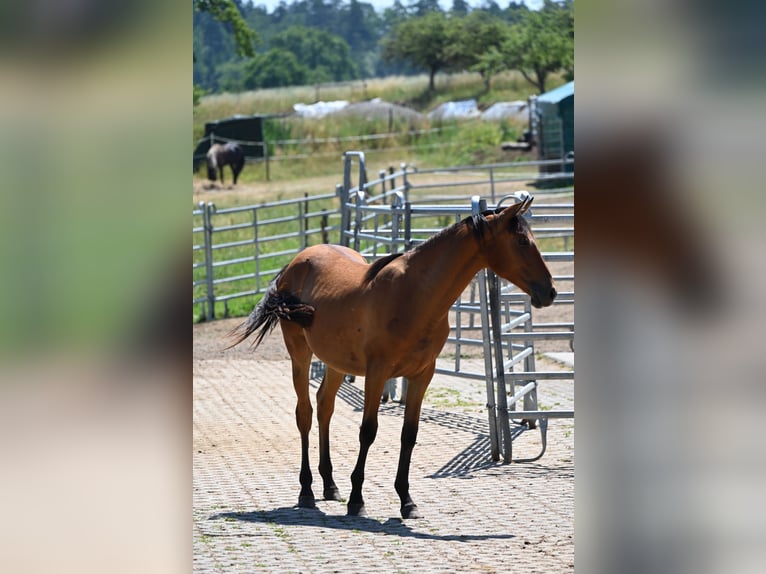 PRE Mare 1 year  in Klettgau