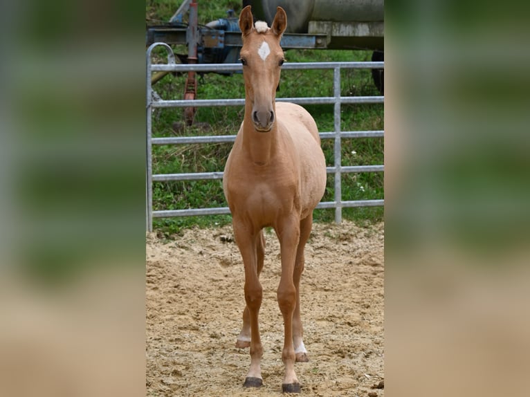 PRE Mix Mare 1 year in Klettgau