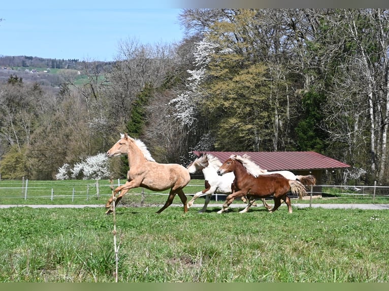 PRE Mix Mare 1 year in Klettgau