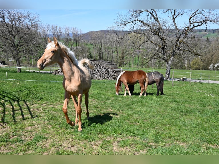 PRE Mix Mare 1 year in Klettgau