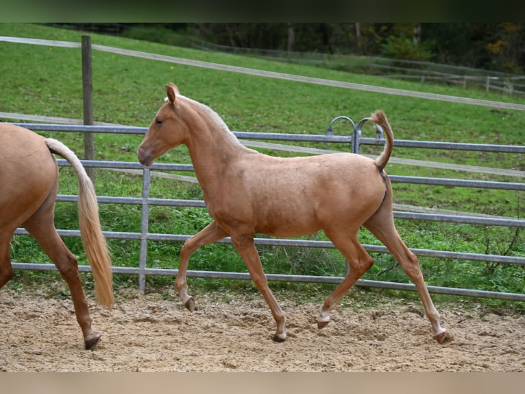 PRE Mix Mare 1 year in Klettgau