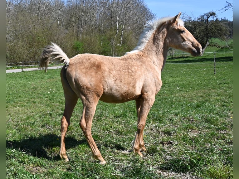 PRE Mix Mare 1 year in Klettgau