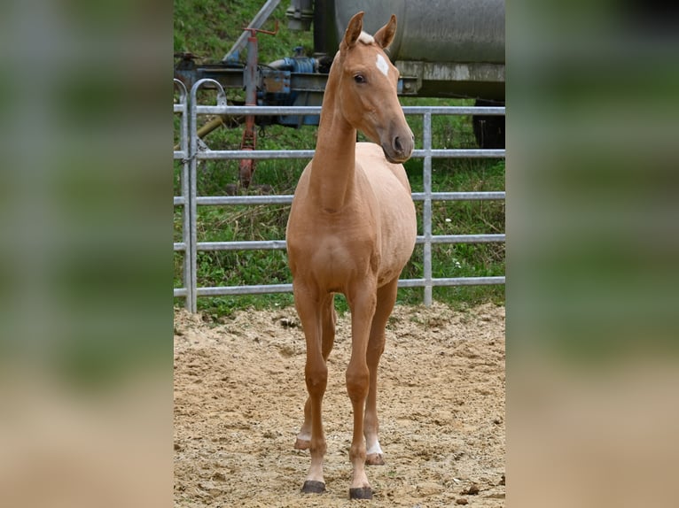 PRE Mix Mare 1 year in Klettgau