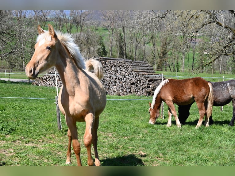 PRE Mix Mare 1 year in Klettgau
