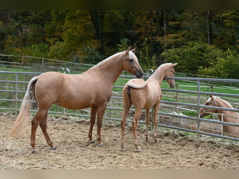 PRE Mix Mare 1 year in Klettgau