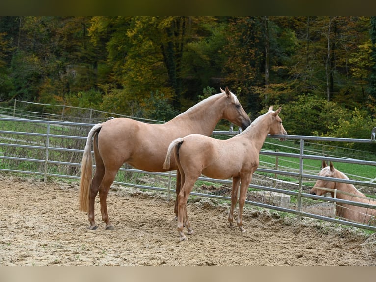 PRE Mix Mare 1 year in Klettgau