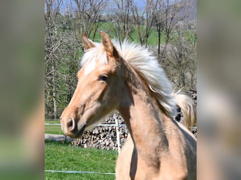 PRE Mix Mare 1 year in Klettgau