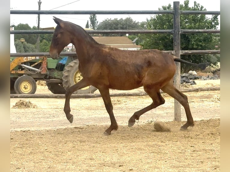 PRE Mare 1 year Brown in Santa Marta