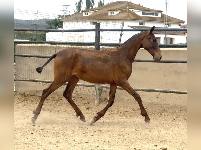 PRE Mare 1 year Brown in Santa Marta