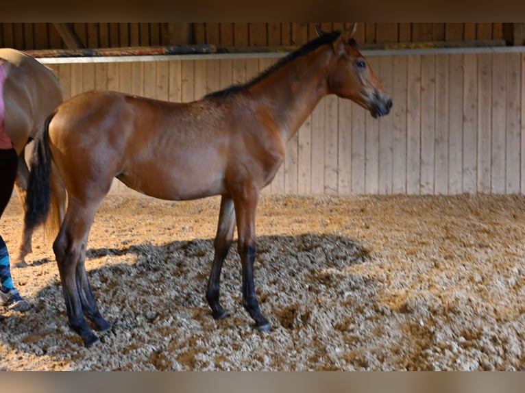 PRE Mare 1 year Brown in Klettgau