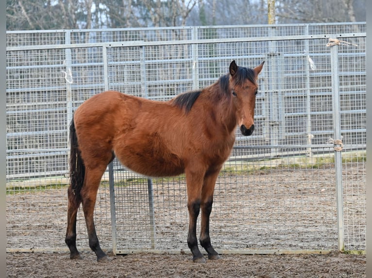 PRE Mare 1 year Brown in Klettgau