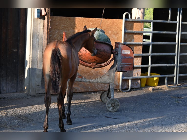 PRE Mare 1 year Brown in Klettgau
