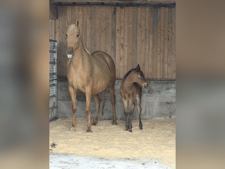 PRE Mare 1 year Brown in Klettgau