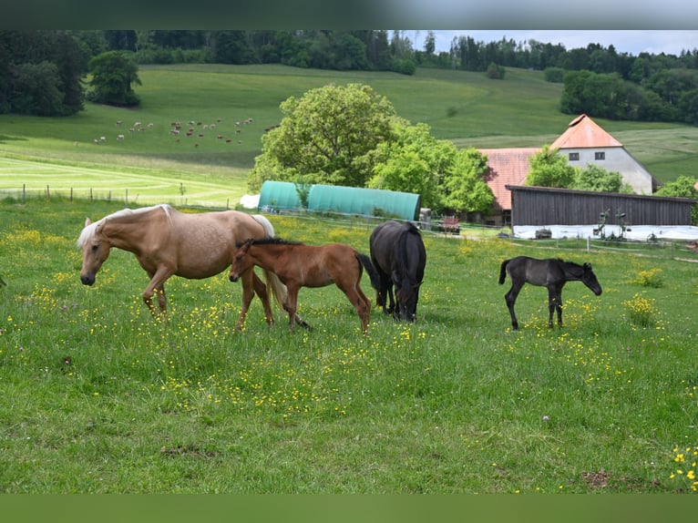 PRE Mare 1 year Brown in Klettgau
