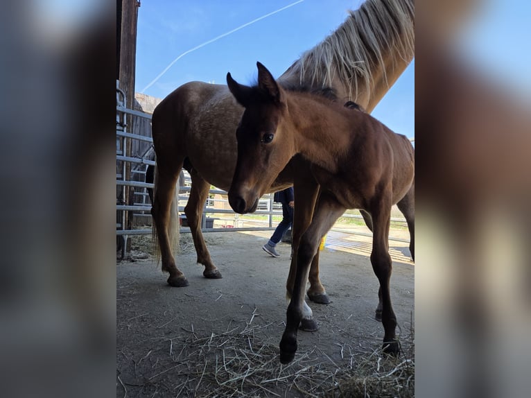 PRE Mare 1 year Brown in Klettgau