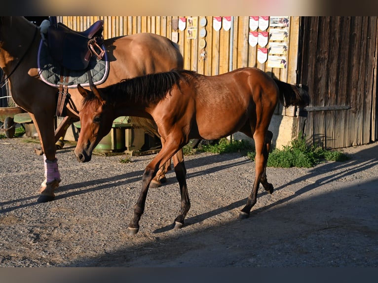 PRE Mare 1 year Brown in Klettgau
