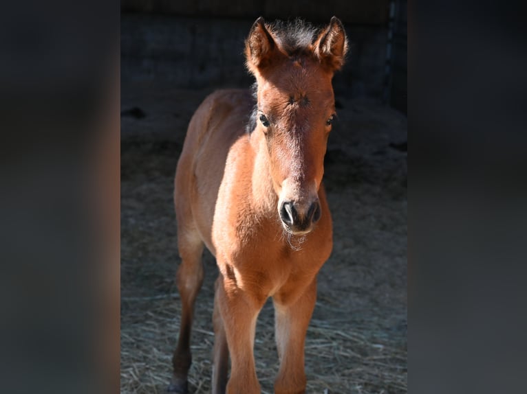 PRE Mare 1 year Brown in Klettgau