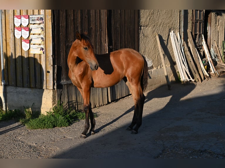 PRE Mare 1 year Brown in Klettgau