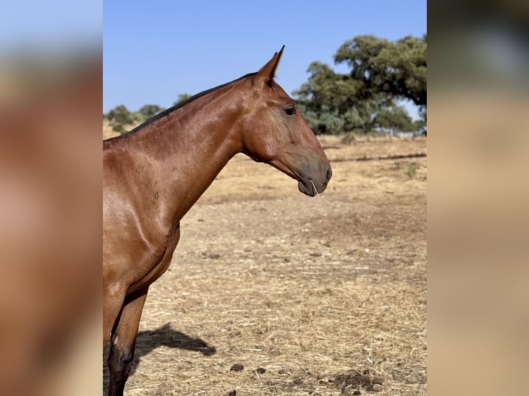 PRE Mare 1 year Brown in Villanueva De Cordoba