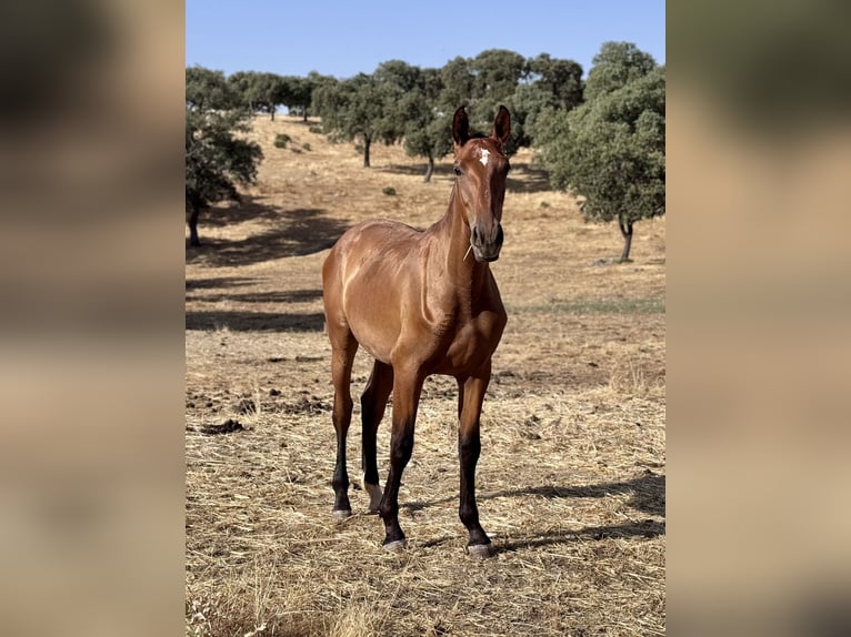 PRE Mare 1 year Brown in Villanueva De Cordoba