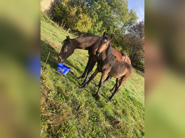 PRE Mix Mare 1 year Brown in Dore-l&#39;Église