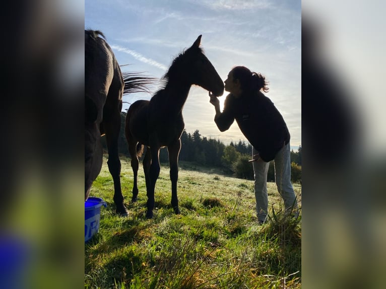 PRE Mix Mare 1 year Brown in Dore-l&#39;Église