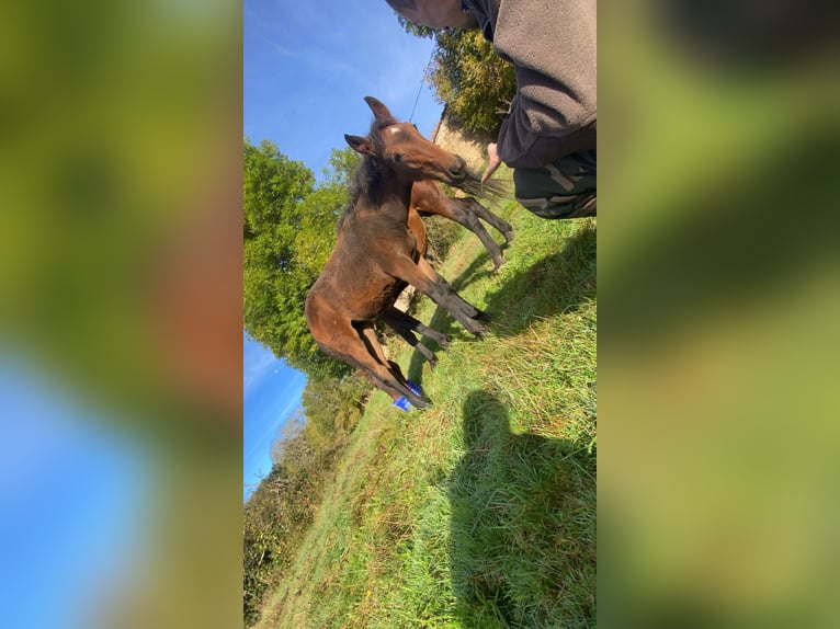 PRE Mix Mare 1 year Brown in Dore-l&#39;Église