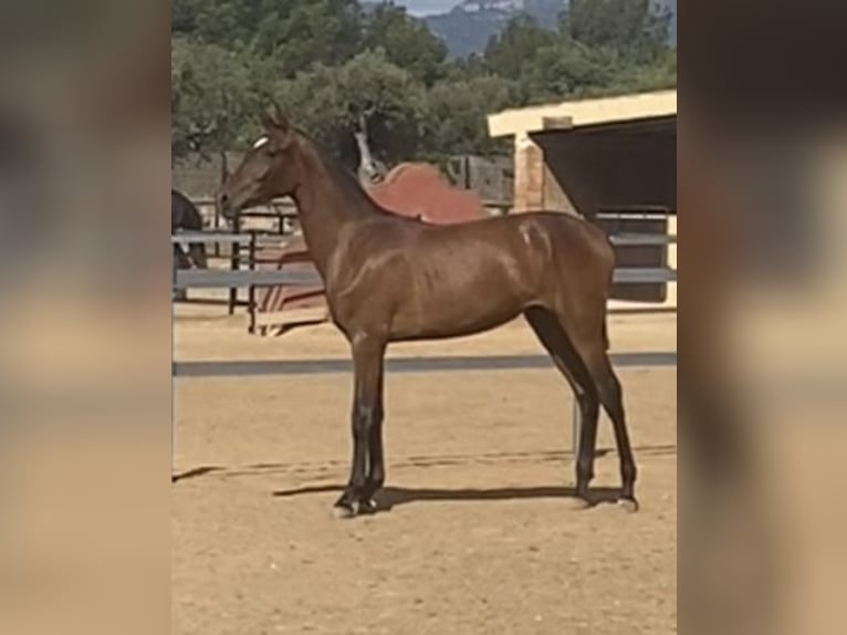 PRE Mare 1 year Brown in Montbrio Del Camp