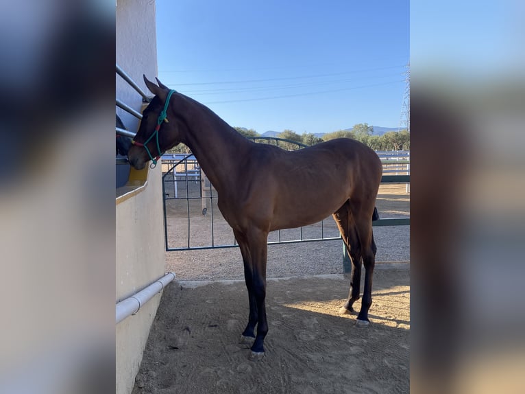 PRE Mare 1 year Brown in Montbrio Del Camp