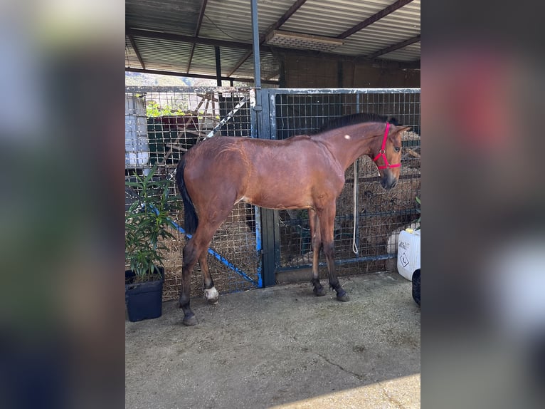 PRE Mare 1 year Brown in Villanueva Rio Segura