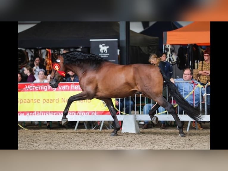 PRE Mare 1 year Brown in Alveringem