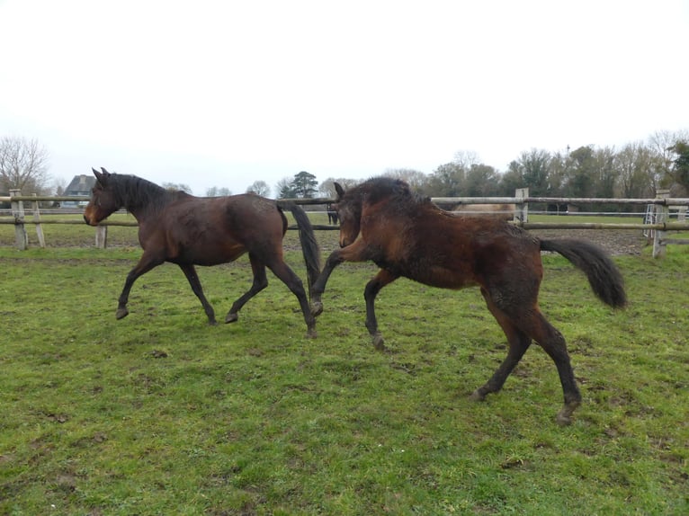 PRE Mix Mare 1 year Brown in Tourgeville